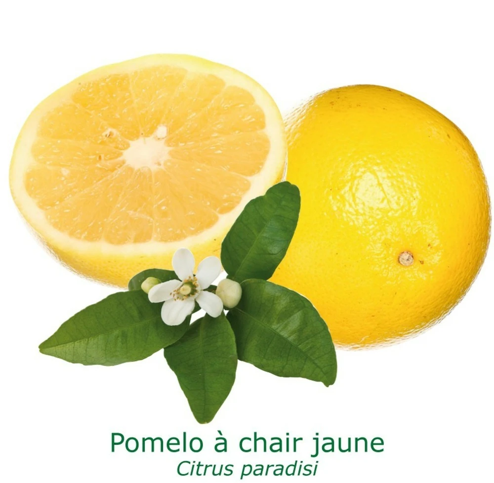 Pomelos A Chair Jaune Bio Tailles:pot De 3 Litres, Hauteur 30/40 Cm 3 Pomelos A Chair Jaune Bio Tailles:pot De 3 Litres, Hauteur 30/40 Cm