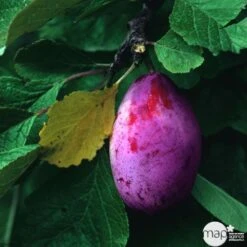 Prunier Quetsche Stanley : Demi Tige -Jardinoux Soldes Magasin 427324 001