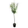 Prunier Quetsche Stanley : Demi Tige 2 Prunier Quetsche Stanley : Demi Tige -Jardinoux Soldes Magasin 427324 002
