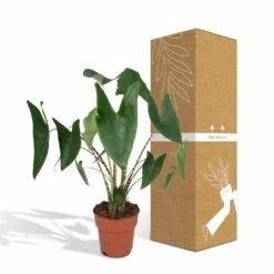 Alocasia Zebrina - H75cm, ø19cm - Grande Plante D'intérieur 11 Alocasia Zebrina - H75cm, ø19cm - Grande Plante D'intérieur -Jardinoux Soldes Magasin 44dd37dadd74674e