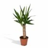 Yucca - H40cm, ø14cm - Plante D'intérieur -Jardinoux Soldes Magasin 45748ff9871a53db
