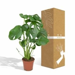 Monstera Deliciosa - H55cm, ø17cm - Plante D'intérieur 11 Monstera Deliciosa - H55cm, ø17cm - Plante D'intérieur -Jardinoux Soldes Magasin 4599ee42bbec50b0