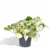 Epipremnum Happy Leaf Scindapsus - H15cm, ø12cm - Plante D'intérieur Tombante -Jardinoux Soldes Magasin 480d144b77977477
