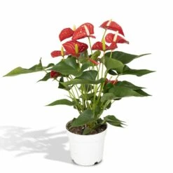Anthurium Rouge - H55cm, ø17cm - Plante D'intérieur