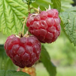 Framboisier 'Glen Ample' Bio : Pot De 3 Litres -Jardinoux Soldes Magasin 492120 001