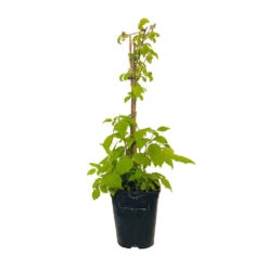 Framboisier 'Glen Ample' Bio : Pot De 3 Litres -Jardinoux Soldes Magasin 492120 004