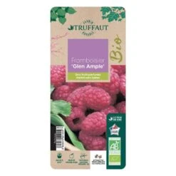 Framboisier 'Glen Ample' Bio : Pot De 3 Litres -Jardinoux Soldes Magasin 492120 006
