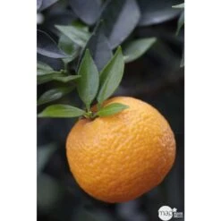 Bergamotier:AB Conteneur 3 Litres -Jardinoux Soldes Magasin 493514 001