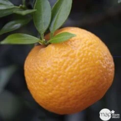 Bergamotier:AB Conteneur 3 Litres -Jardinoux Soldes Magasin 493514 002