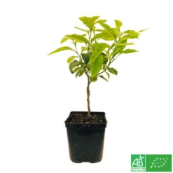 Bergamotier:AB Conteneur 3 Litres -Jardinoux Soldes Magasin 493514 006