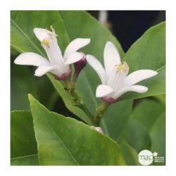 Citronnier 4 Saisons:AB Conteneur 3 Litres -Jardinoux Soldes Magasin 493516 002