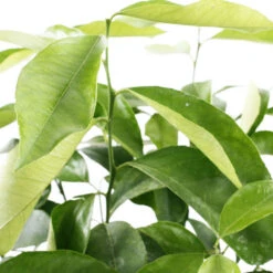 Citronnier 4 Saisons:AB Conteneur 3 Litres -Jardinoux Soldes Magasin 493516 003