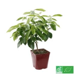 Citronnier 4 Saisons:AB Conteneur 3 Litres -Jardinoux Soldes Magasin 493516 005