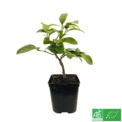 Citronnier Meyer:AB Conteneur 3 Litres -Jardinoux Soldes Magasin 493531 005