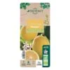 Citronnier Meyer:AB Conteneur 3 Litres -Jardinoux Soldes Magasin 493531 008