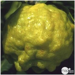 Combava AB :conteneur 3 Litres 12 Combava AB :conteneur 3 Litres -Jardinoux Soldes Magasin 493533 004