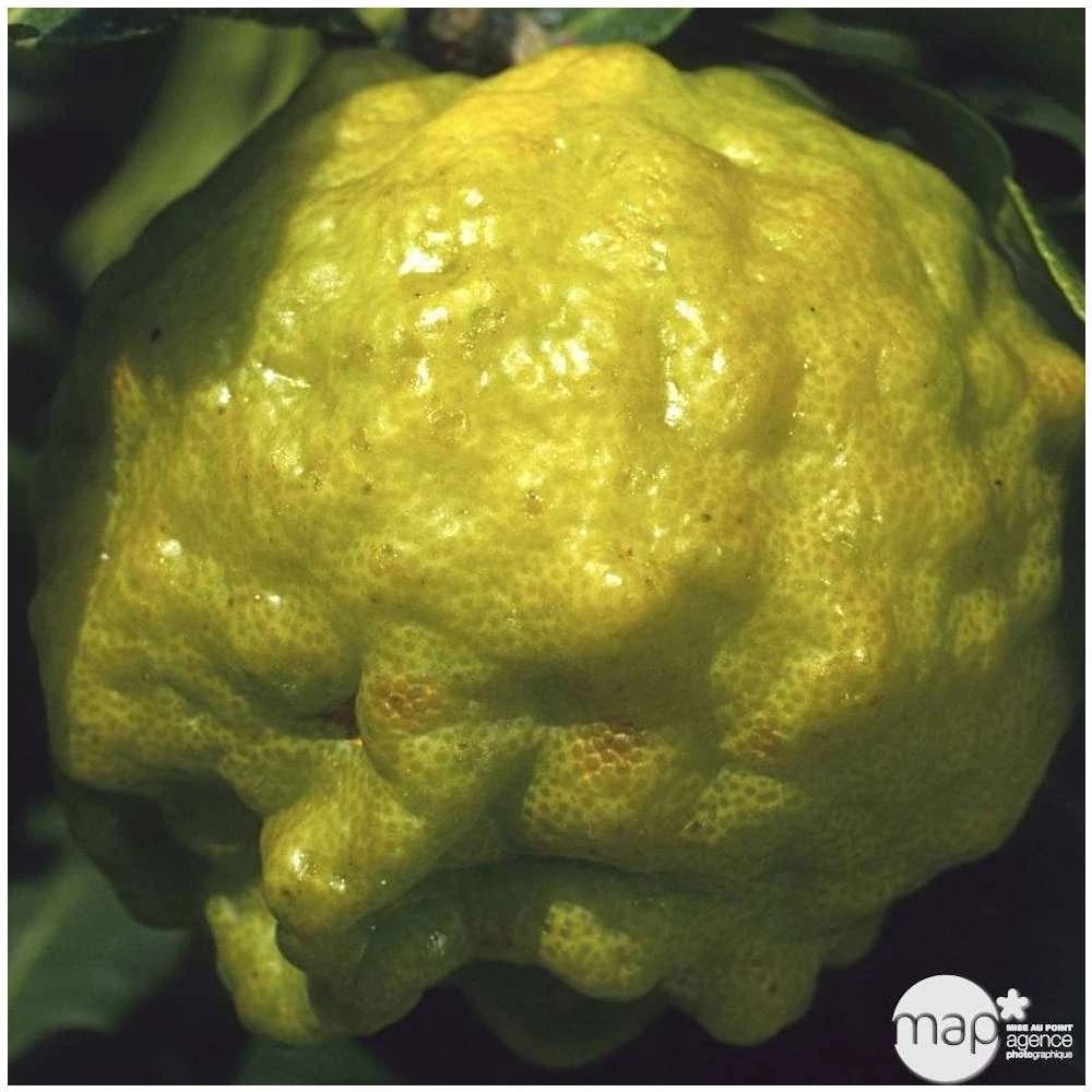 Combava AB :conteneur 3 Litres 6 Combava AB :conteneur 3 Litres – Image 4