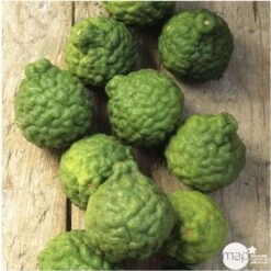 Combava AB :conteneur 3 Litres 13 Combava AB :conteneur 3 Litres -Jardinoux Soldes Magasin 493533 005