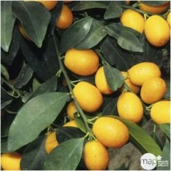 Kumquat : Ctr 3 Litres, Agriculture Biologique -Jardinoux Soldes Magasin 493534 001