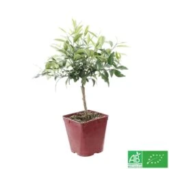 Kumquat : Ctr 3 Litres, Agriculture Biologique -Jardinoux Soldes Magasin 493534 003