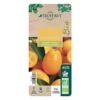 Kumquat : Ctr 3 Litres, Agriculture Biologique -Jardinoux Soldes Magasin 493534 006