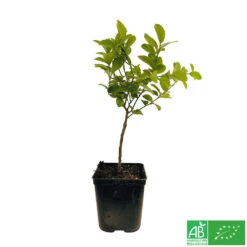 Limettier ' Mexicaine':AB Conteneur 3 Litres -Jardinoux Soldes Magasin 493535 003