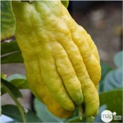 Main De Bouddah:AB Conteneur 3 Litres -Jardinoux Soldes Magasin 493536 001