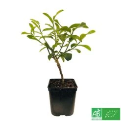 Main De Bouddah:AB Conteneur 3 Litres -Jardinoux Soldes Magasin 493536 002