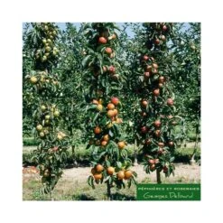 Pommier Colonnaire 'Chenonceau'®: Conteneur 12 Litres