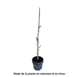 Pommier Colonnaire 'Chenonceau'®: Conteneur 12 Litres 7 Pommier Colonnaire 'Chenonceau'®: Conteneur 12 Litres -Jardinoux Soldes Magasin 498583 002