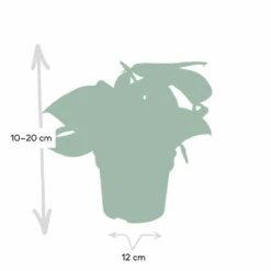 Pothos Scindapsus Pictus Epipremnum - H15cm, ø12cm - Plante D'intérieur Tombante 10 Pothos Scindapsus Pictus Epipremnum - H15cm, ø12cm - Plante D'intérieur Tombante -Jardinoux Soldes Magasin 4ac80b88f941ba75