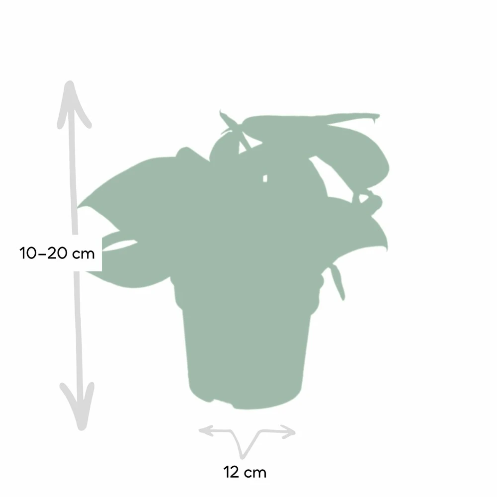 Pothos Scindapsus Pictus Epipremnum - H15cm, ø12cm - Plante D'intérieur Tombante 6 Pothos Scindapsus Pictus Epipremnum - H15cm, ø12cm - Plante D'intérieur Tombante – Image 4