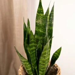 Sansevieria Zeylanica - H55cm, ø14cm - Plante D'intérieur Sans Entretien 9 Sansevieria Zeylanica - H55cm, ø14cm - Plante D'intérieur Sans Entretien -Jardinoux Soldes Magasin 4b22abfedd7b3d72