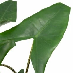 Alocasia Zebrina - H75cm, ø19cm - Grande Plante D'intérieur 9 Alocasia Zebrina - H75cm, ø19cm - Grande Plante D'intérieur -Jardinoux Soldes Magasin 4d92f21551794d46