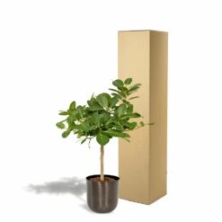 Ficus Benghalensis Et Son Cache-pot Noir - H90cm, ø21cm - Grande Plante D'intérieur -Jardinoux Soldes Magasin 4eb4833498f77221