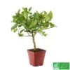Lime De Tahiti : Quart De Tige, Pot 3L, Agriculture Biologique 1 Lime De Tahiti : Quart De Tige, Pot 3L, Agriculture Biologique -Jardinoux Soldes Magasin 509209 005