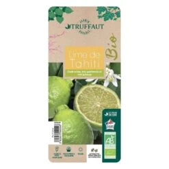 Lime De Tahiti : Quart De Tige, Pot 3L, Agriculture Biologique 6 Lime De Tahiti : Quart De Tige, Pot 3L, Agriculture Biologique -Jardinoux Soldes Magasin 509209 008