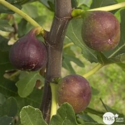 Figuier 'Rouge De Bordeaux' Tige : Pot 10 L -Jardinoux Soldes Magasin 514655 001