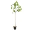 Figuier 'Rouge De Bordeaux' Tige : Pot 10 L 1 Figuier 'Rouge De Bordeaux' Tige : Pot 10 L -Jardinoux Soldes Magasin 514655 002