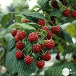 Framboisier 'Héritage' : Pot De 5 Litres -Jardinoux Soldes Magasin 523572 002