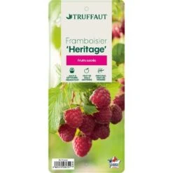 Framboisier 'Héritage' : Pot De 5 Litres -Jardinoux Soldes Magasin 523572 005