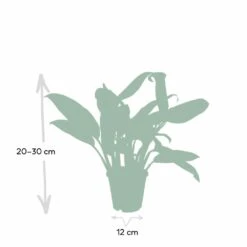 Aglaonema Christina - H30cm, ø12cm - Plante D'intérieur -Jardinoux Soldes Magasin 52d68148d9d73b0c
