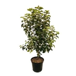 Pommier Reine Des Reinettes : Fuseau 3 Ans D'âge Ctr 20L -Jardinoux Soldes Magasin 531713 004
