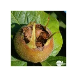 Eriobotrya 'Japonica': Ctr 18L -Jardinoux Soldes Magasin 532439 001