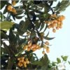 Eriobotrya 'Japonica': Ctr 18L -Jardinoux Soldes Magasin 532439 002