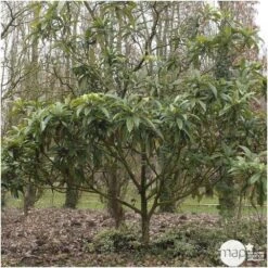 Eriobotrya 'Japonica': Ctr 18L -Jardinoux Soldes Magasin 532439 003
