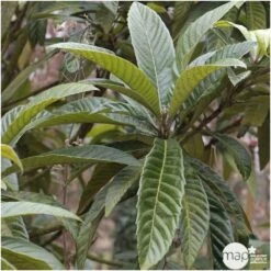 Eriobotrya 'Japonica': Ctr 18L -Jardinoux Soldes Magasin 532439 004
