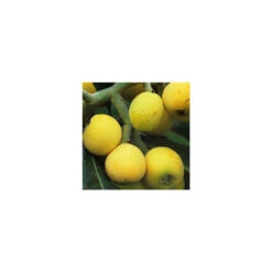 Eriobotrya 'Japonica': Ctr 18L -Jardinoux Soldes Magasin 532439 005