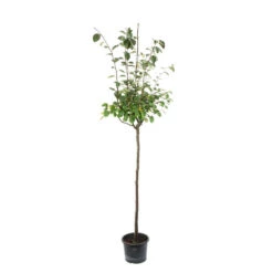 Cognassier: ½ Tige, 4-5 Ans, H 170-180 Cm -Jardinoux Soldes Magasin 53339 003