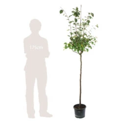 Cognassier: ½ Tige, 4-5 Ans, H 170-180 Cm -Jardinoux Soldes Magasin 53339 004
